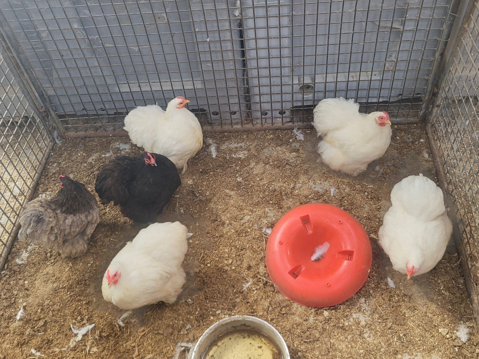 cochin kriel, Dieren en Toebehoren, Pluimvee, Vrouwelijk, Kip
