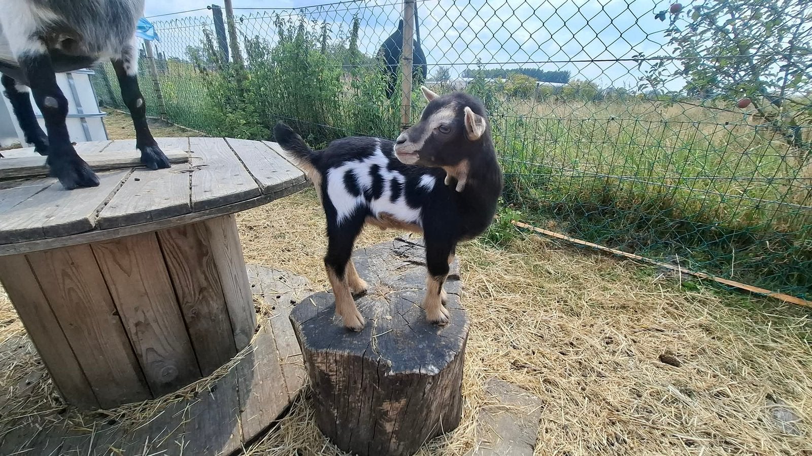 bokje 3 kleurig