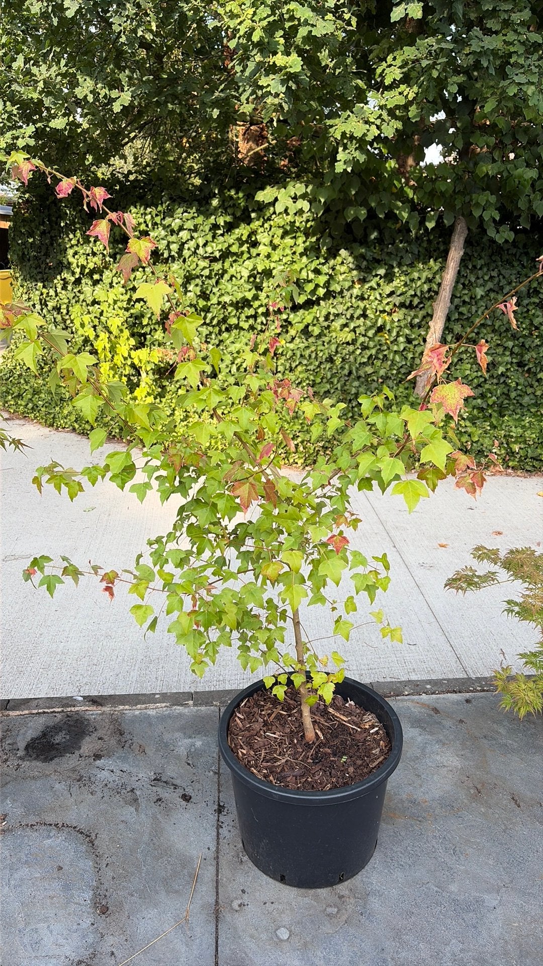 Acer Buergerianum - Drietandesdoorn 120 cm, Tuin en Terras, Planten | Bomen, Ophalen