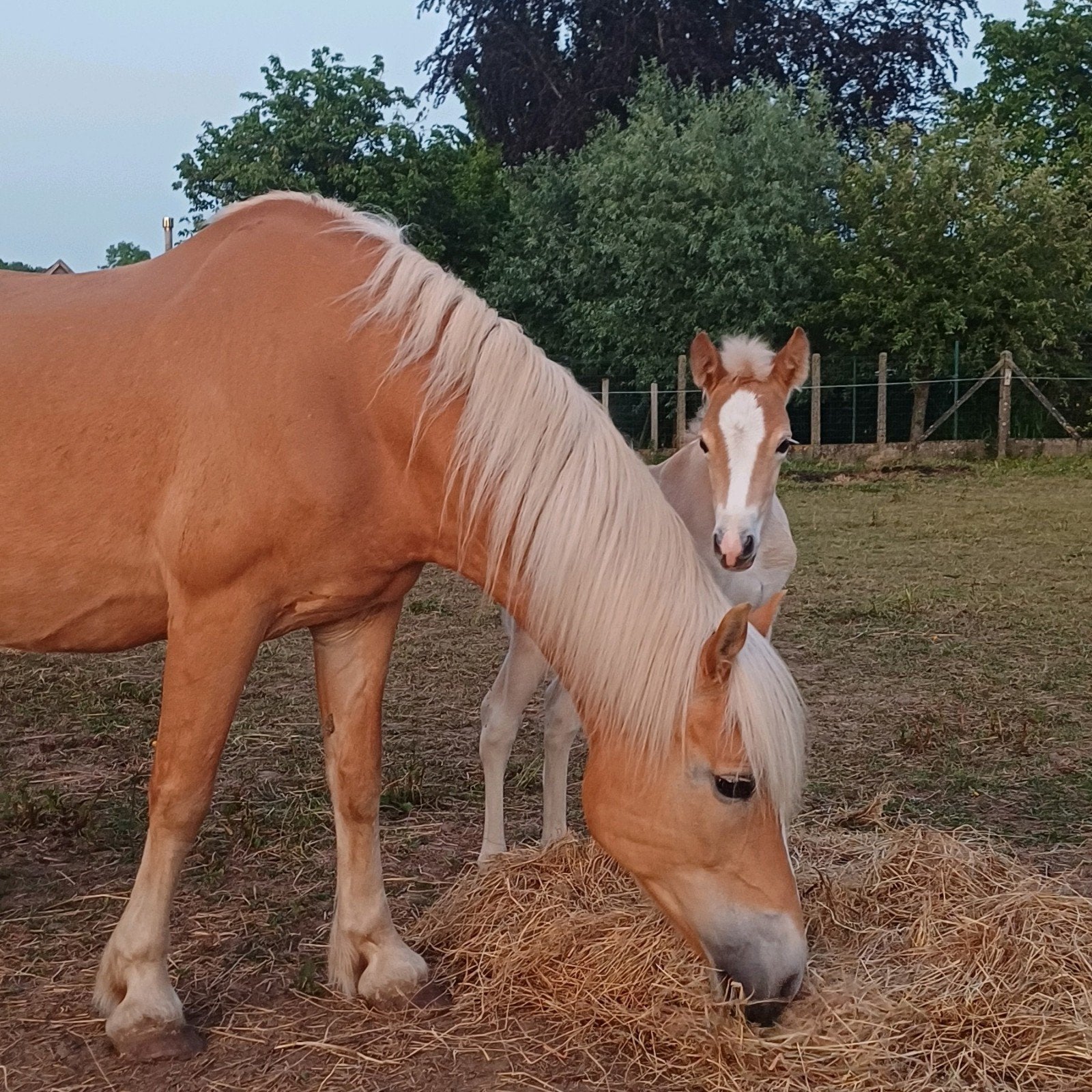 merrie veulen haflinger, Dieren en Toebehoren, Paarden, Merrie