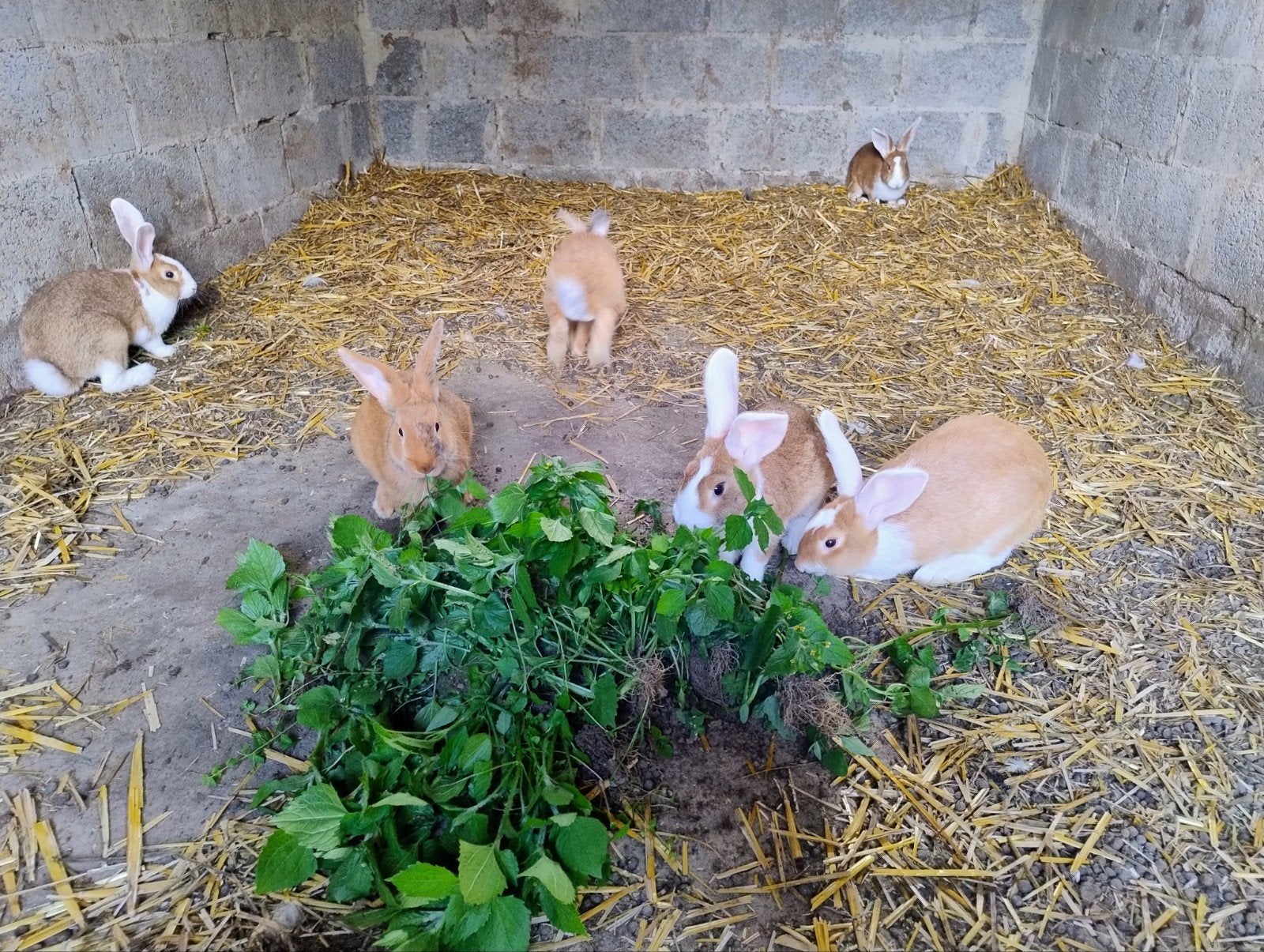 Lapins à viande