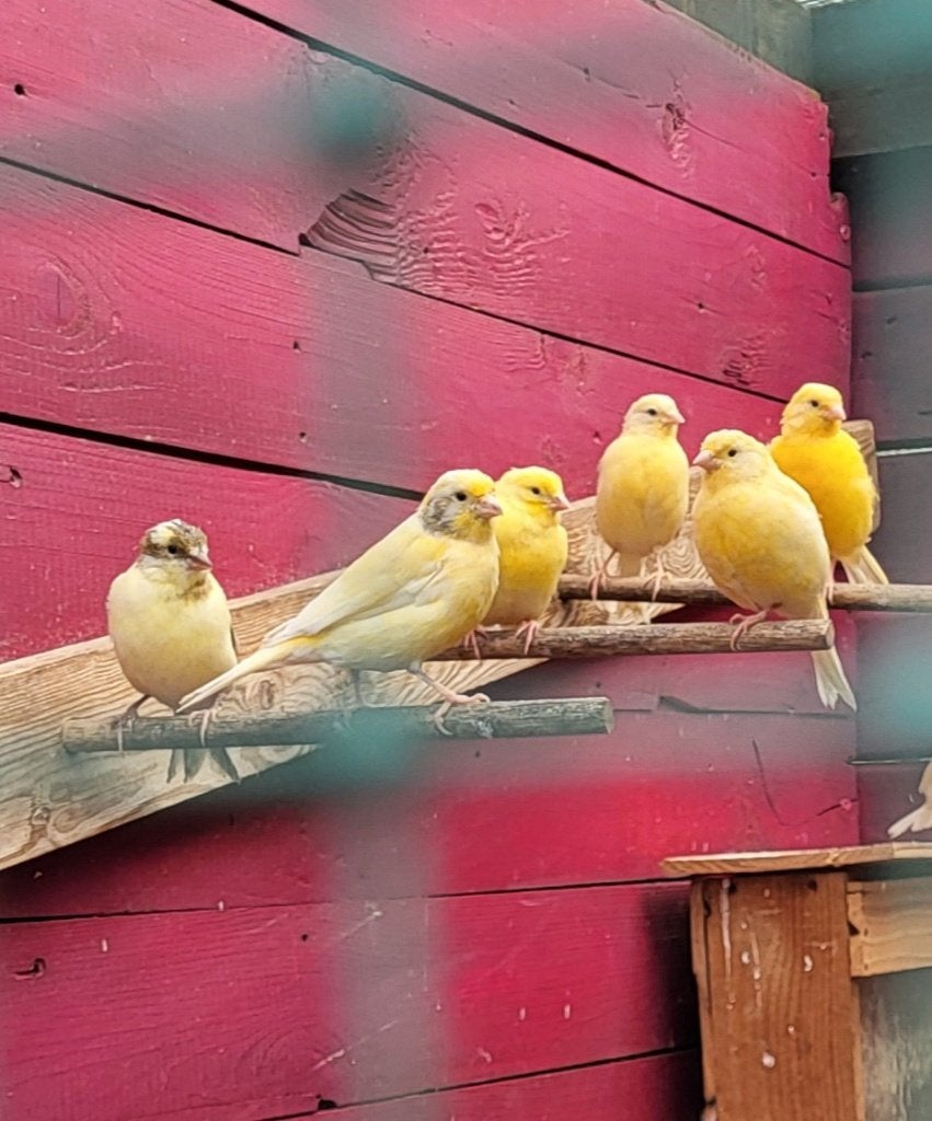 kanaries, Dieren en Toebehoren, Geslacht onbekend