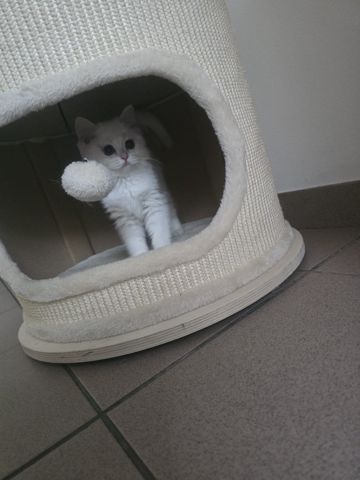 Britse korthaar silver shaded kitten te koop, Dieren en Toebehoren, Katten en Kittens | Dekkaters, 0 tot 2 jaar