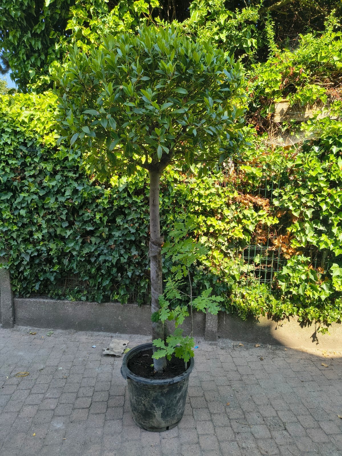 Laurier Nobilis Op Stam Pot 25 Liter Te koop Intermassa BV, Tuin en Terras, Ophalen, Olijfboom