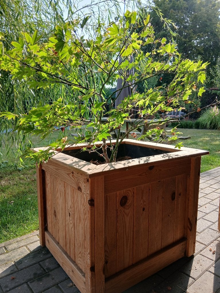 buisson + bac à fleurs, Enlèvement, Arbuste, Moins de 100 cm