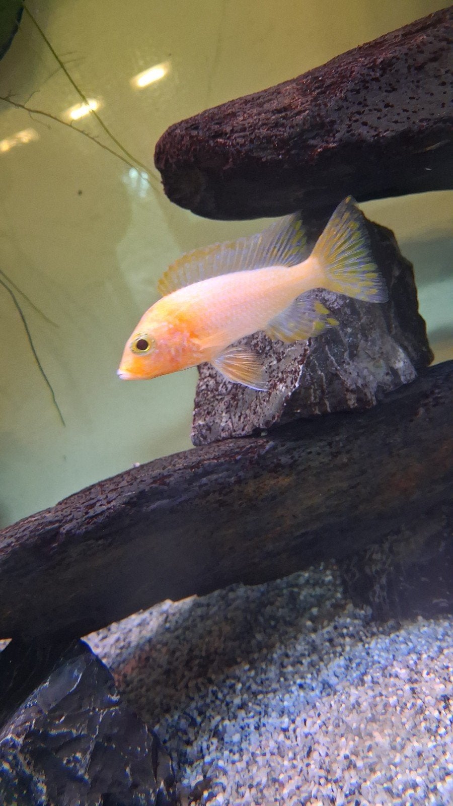 Aquarium vissen, Dieren en Toebehoren, Vissen | Aquariumvissen