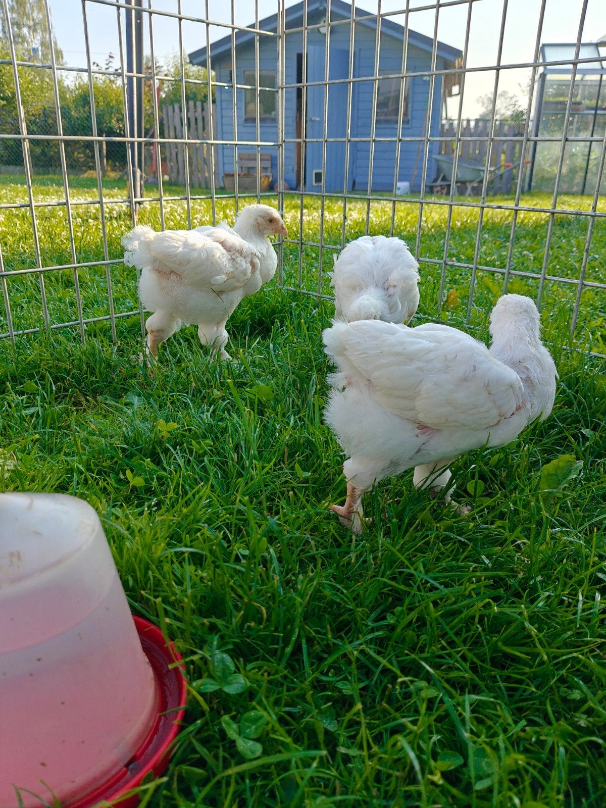 Trio Mechelse Kalkoenkop wit, Animaux & Accessoires, Volatiles