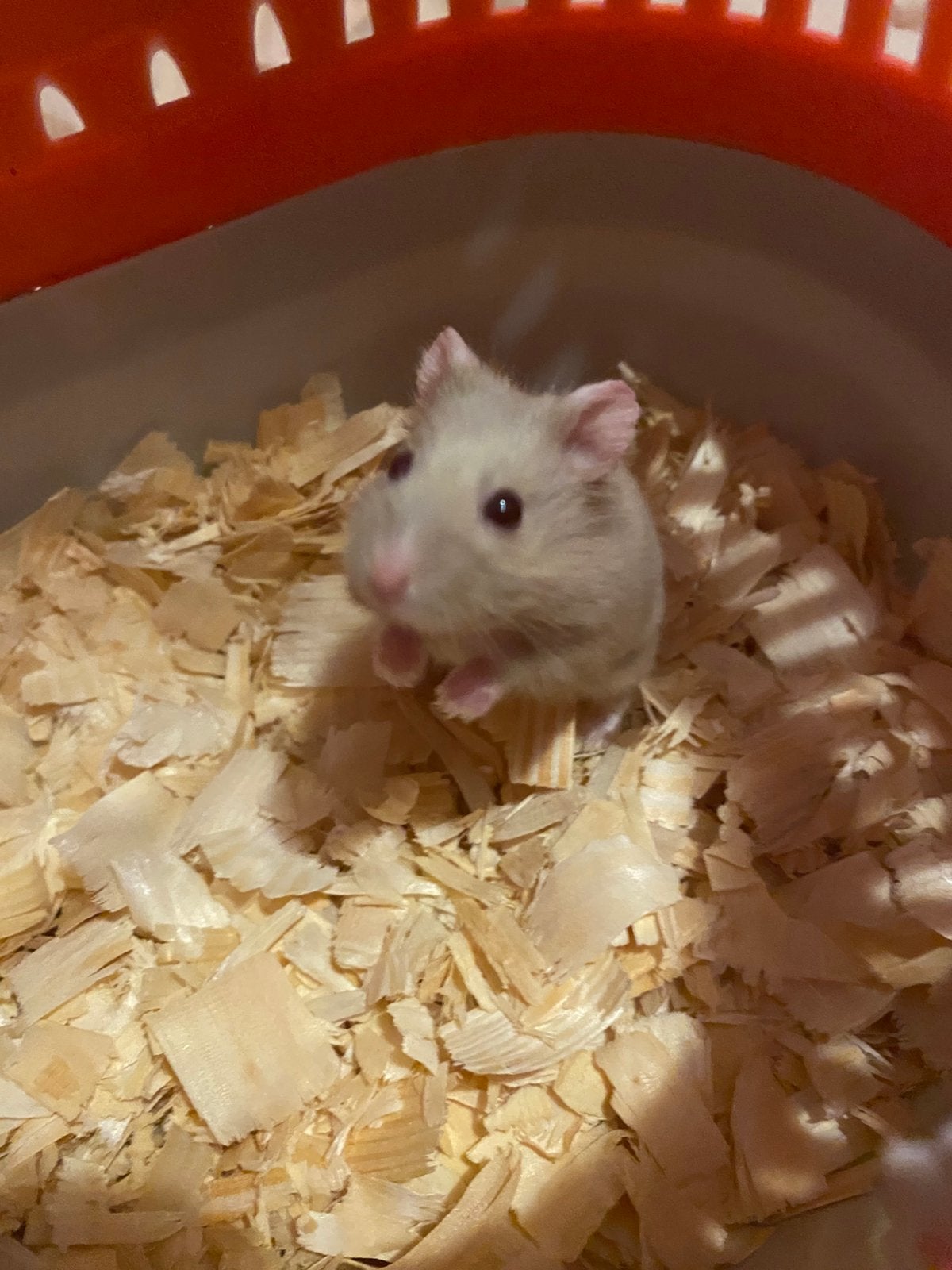 Hamster met hok, Janvier, Femelle, Hamster