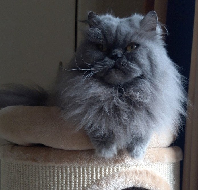 Mila - Perzische kat van 16, Dieren en Toebehoren, Poes, Ontwormd, 6 jaar of ouder