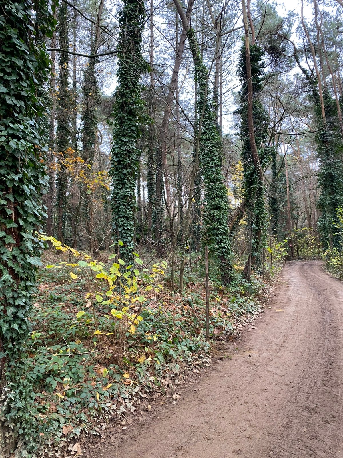 Bosgrond te Herentals (Wijngaard) 1903m², Immo, Terrains & Terrains à bâtir
