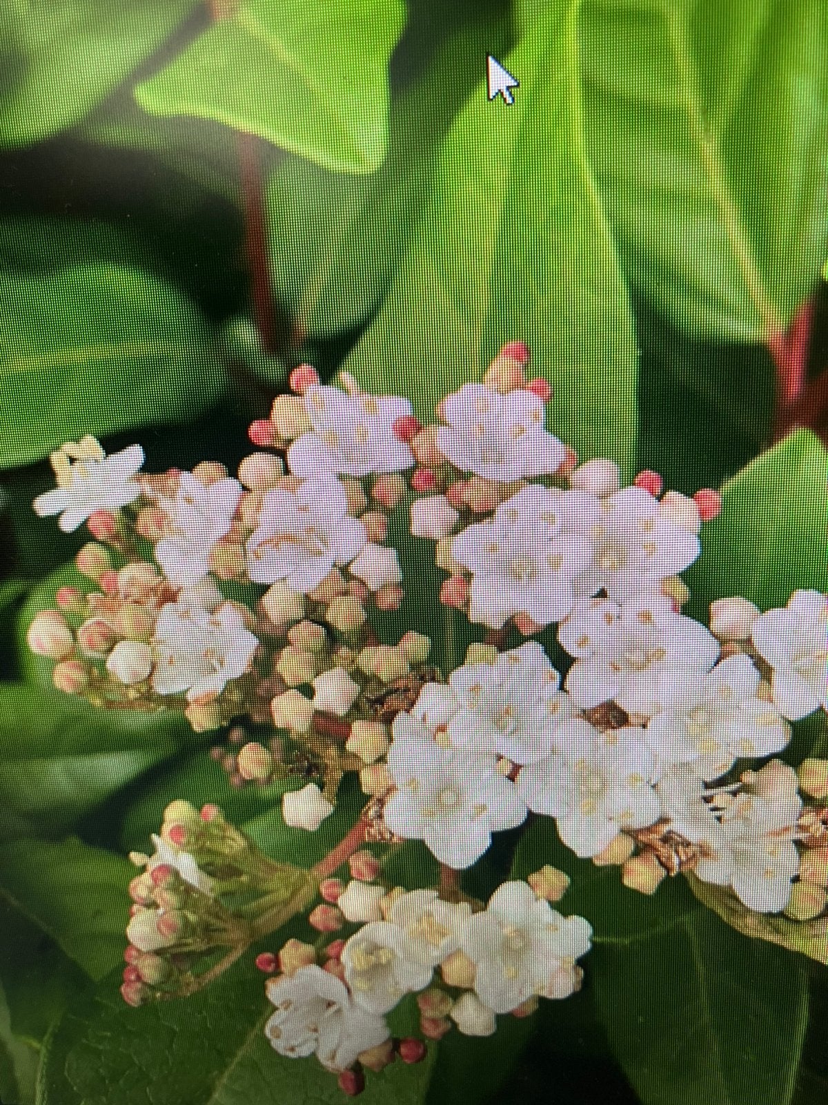 Viburnum tinus / Sneeuwbal 30/40 C3, Ophalen