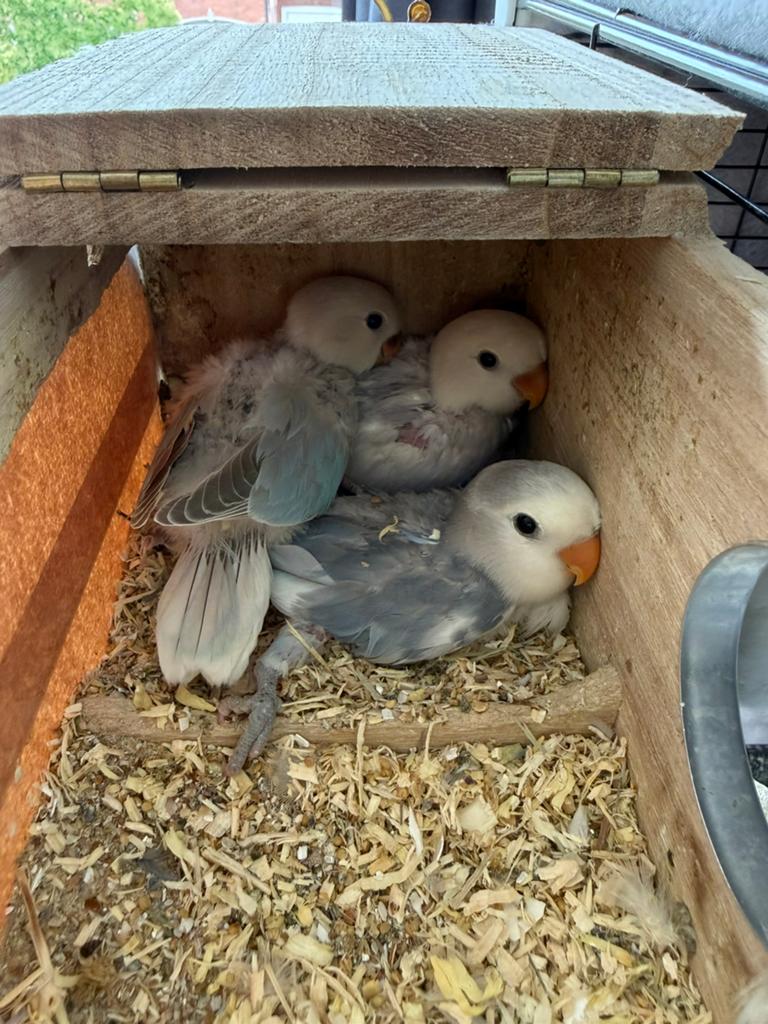 Agapornis roseicolli babys, Meerdere dieren, Dwergpapegaai of Agapornis, Tam