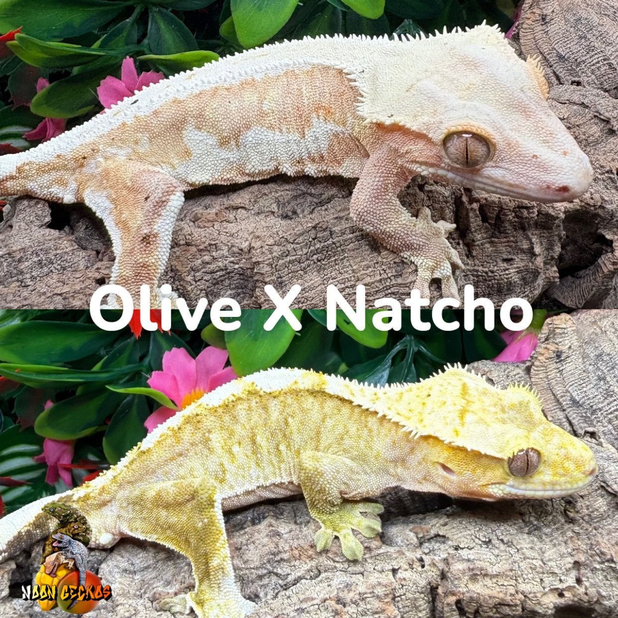 Gecko a crete couple, Dieren en Toebehoren, Reptielen en Amfibieën