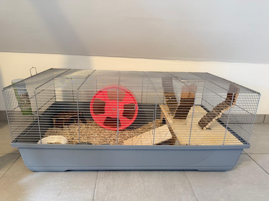 Goudhamster met alle spullen, Dieren en Toebehoren, Kooi, Zo goed als nieuw, Hamster, 75 tot 110 cm