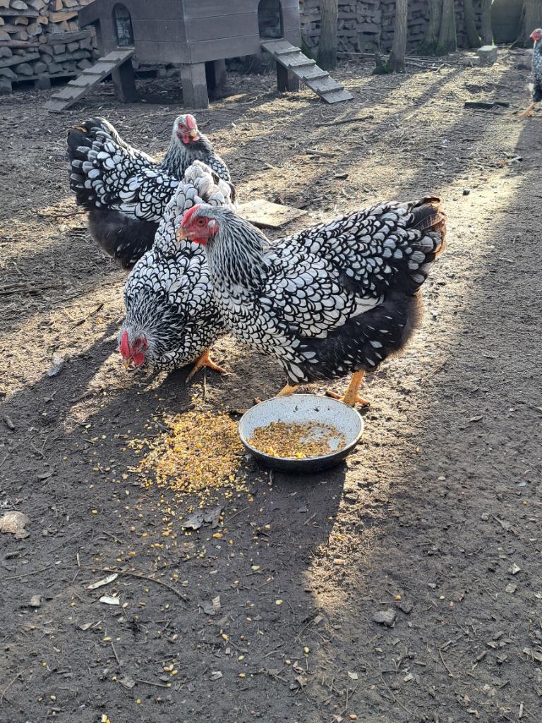 Broedeieren wyandotte zilver zwart groothoender, Dieren en Toebehoren, Pluimvee, Meerdere dieren, Kip
