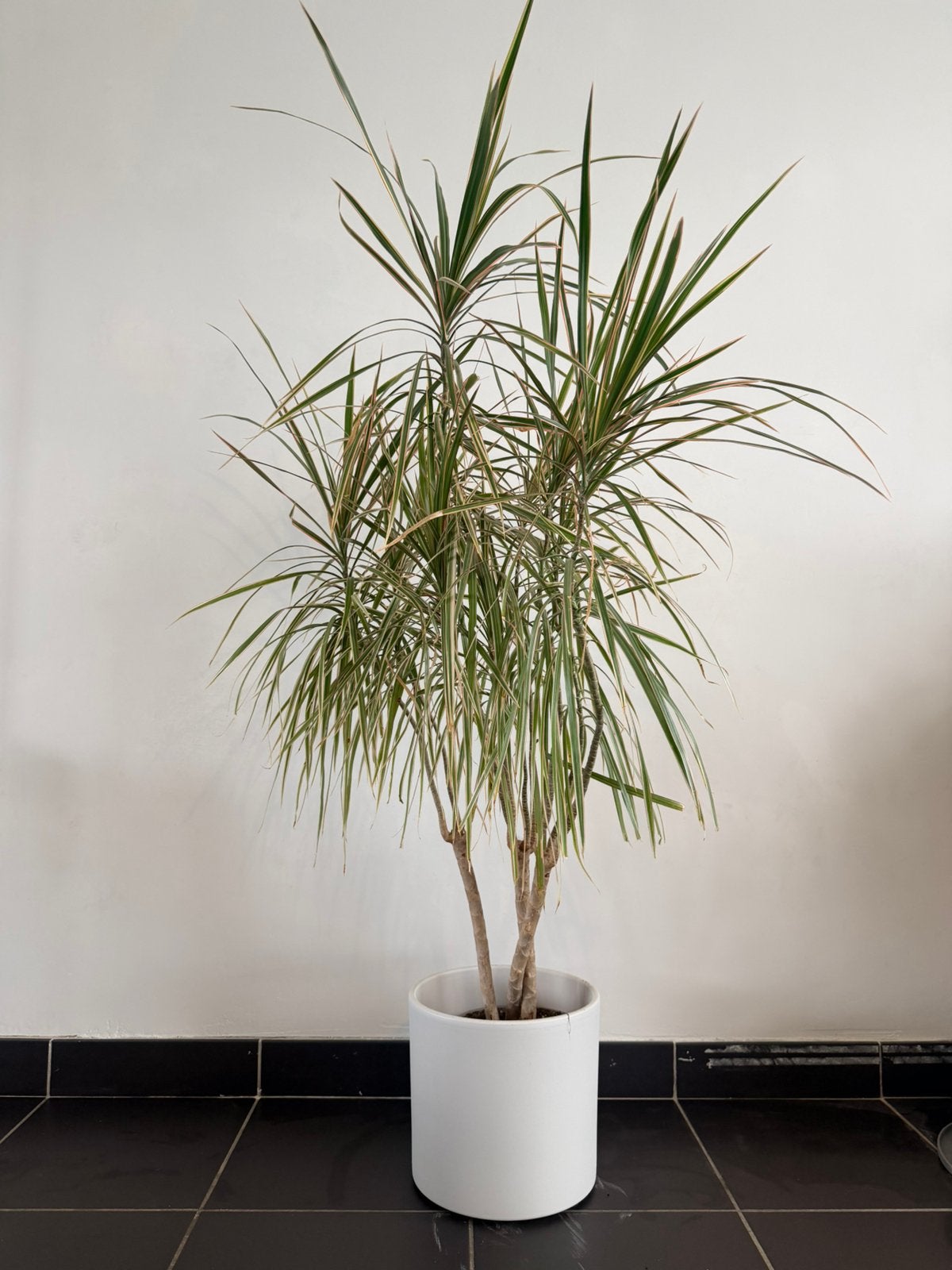 Plant: Dracaena Marginata, Groene kamerplant, Ophalen, Overige soorten, 100 tot 150 cm