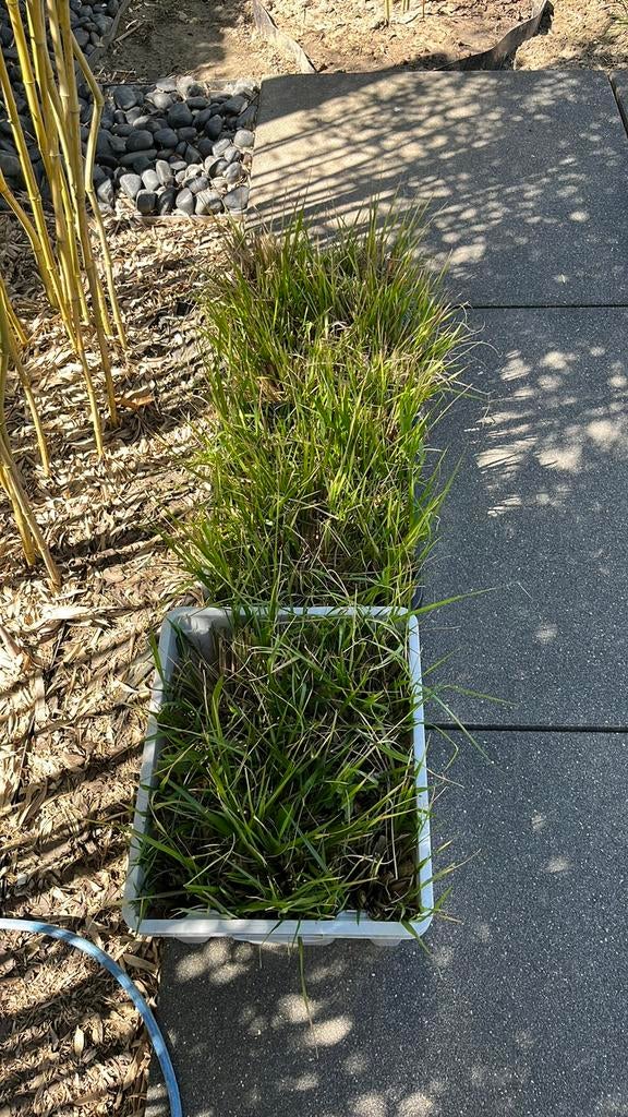 Lampepoetsersgras 41 plantjes, Tuin en Terras, Planten | Tuinplanten, Ophalen, Vaste plant, Siergrassen, Halfschaduw