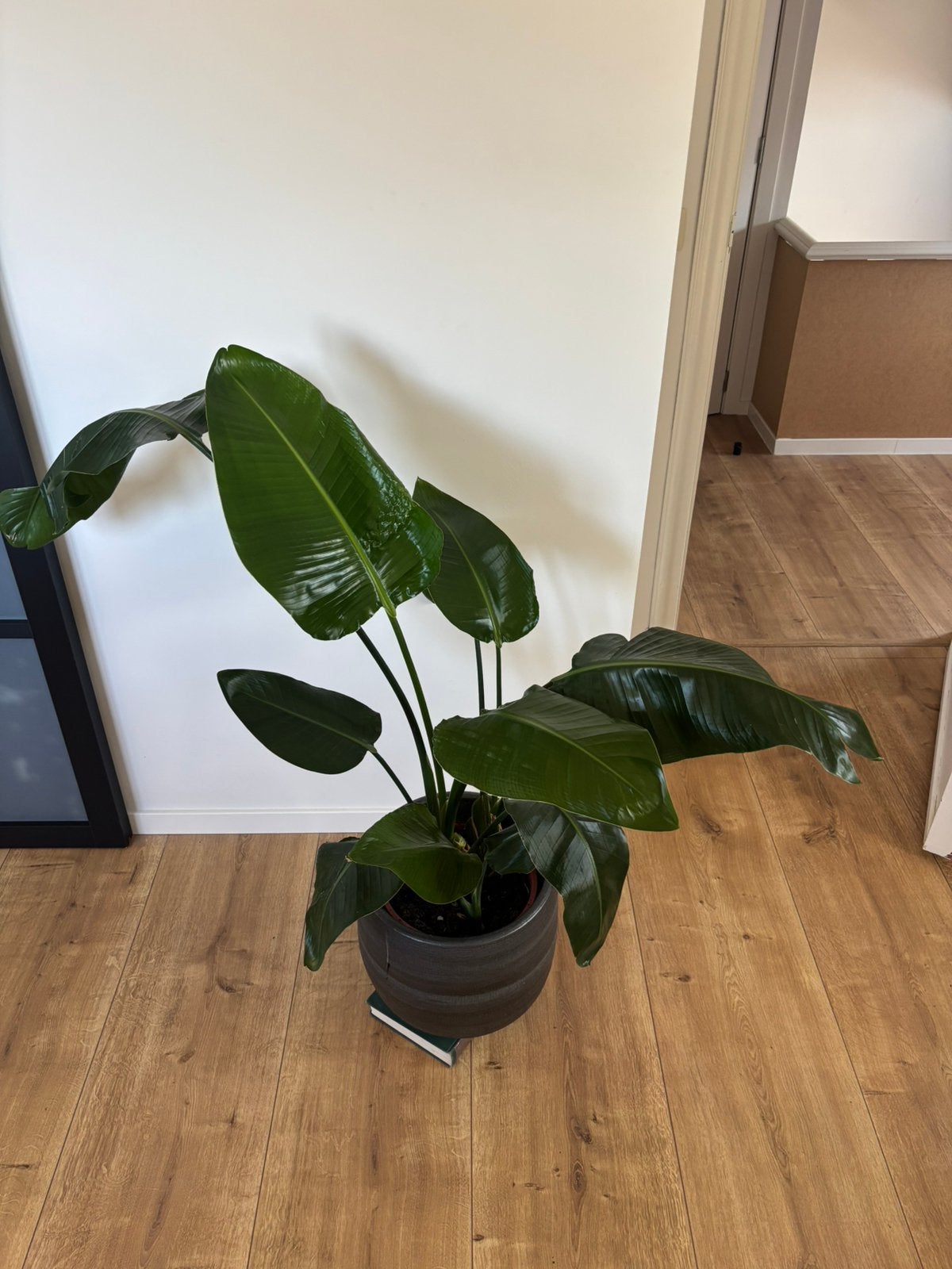 Grote Strelitzia Nicolai (Paradijsvogelplant) incl sierpot, Ophalen
