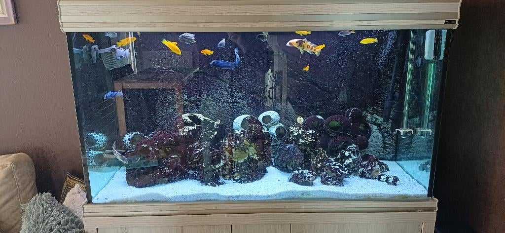 aquarium, Dieren en Toebehoren, Ophalen, Gebruikt, Inclusief vissen, Aquatlantis