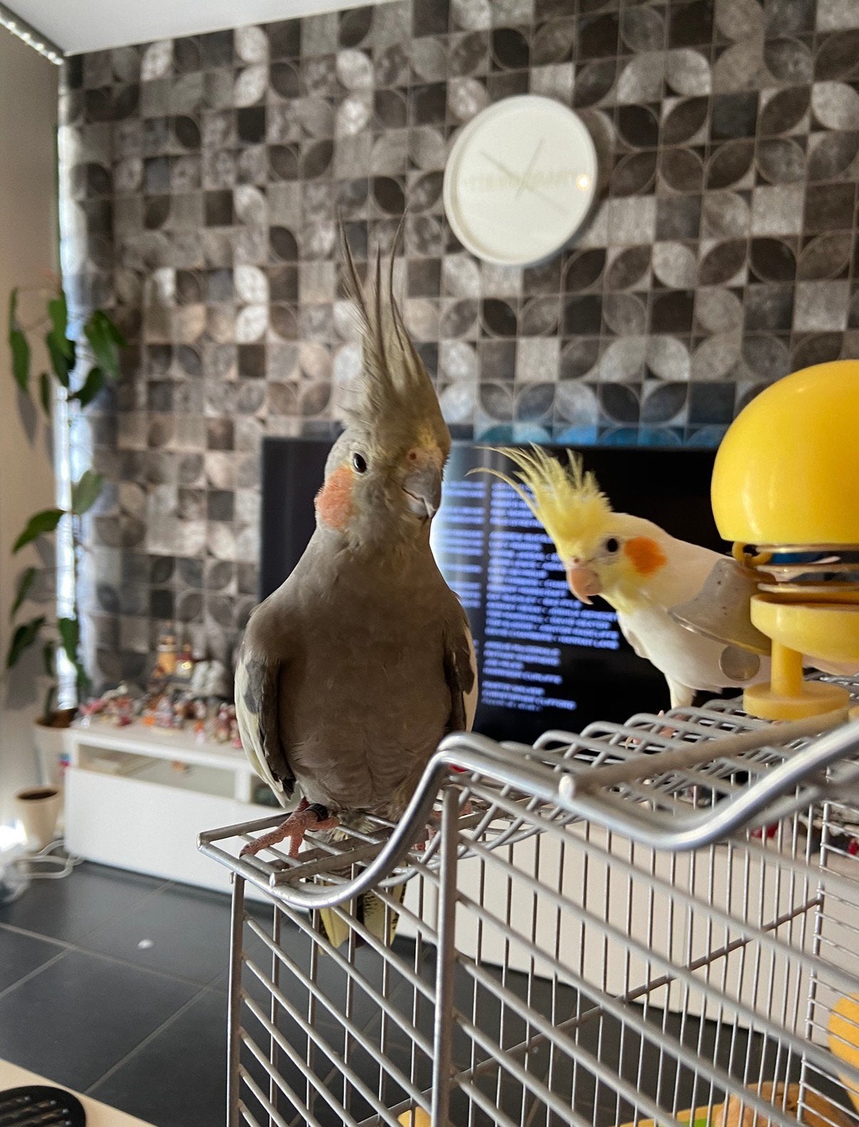 Hecht koppel valkparkieten zoekt liefdevolle nieuwe thuis, Plusieurs animaux, Perruche