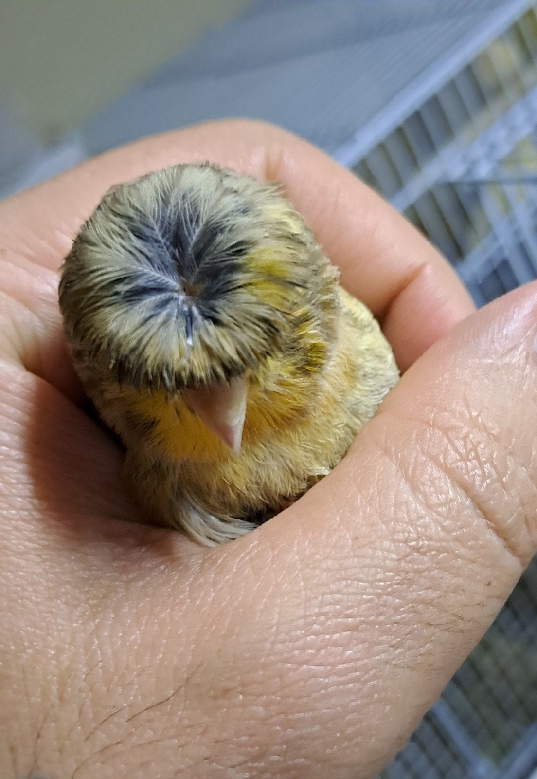 €15, Dieren en Toebehoren, Maart, Geslacht onbekend