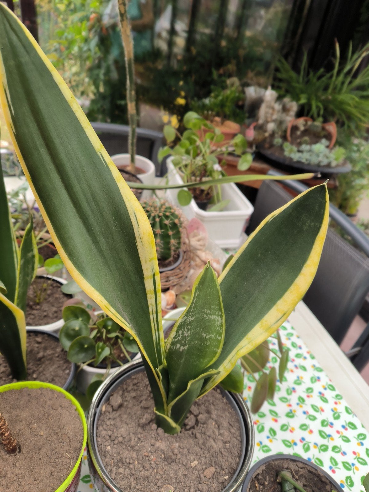 sanseveria vrouwentong, Tuin en Terras, Bloembollen en Zaden, Ophalen