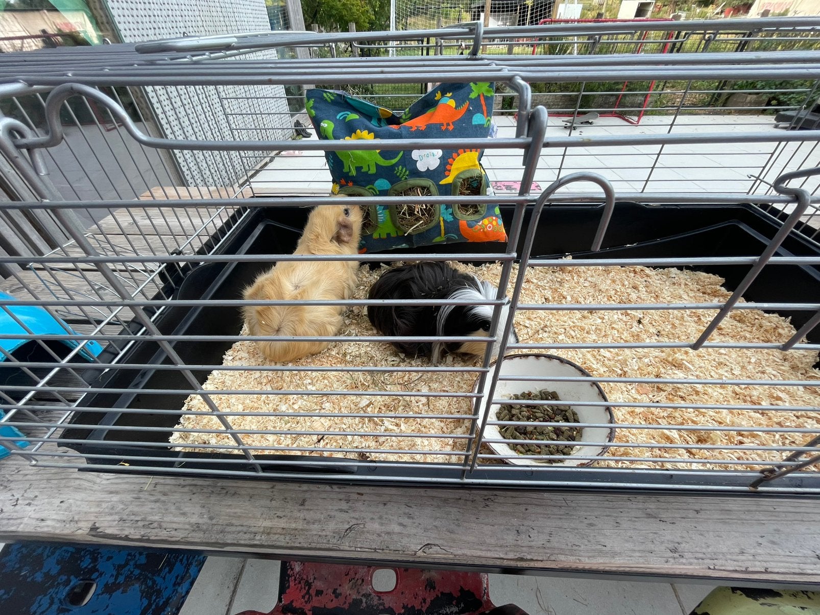 Gratis cavia’s, Dieren en Toebehoren, Cavia, Augustus, Vrouwelijk, Tam