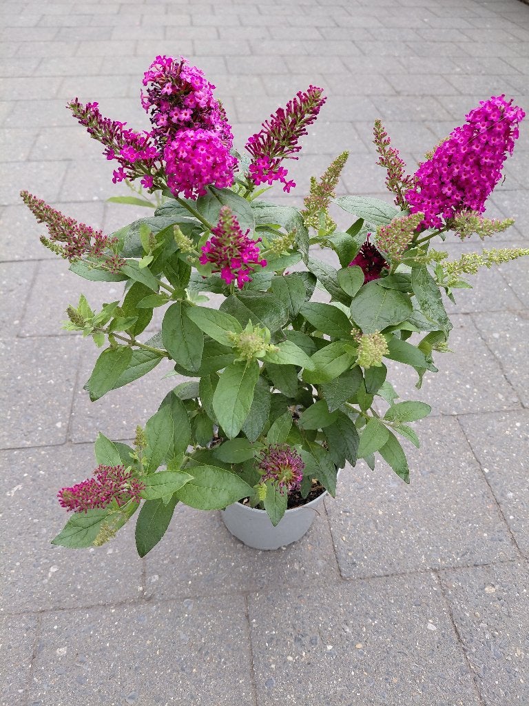 Buddleya Little Pink, Jardin & Terrasse, Plantes | Arbustes & Haies, Enlèvement