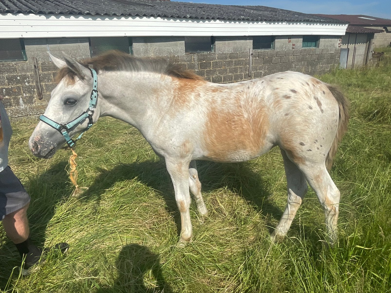 Appaloosa merrieveulen, Animaux & Accessoires, Poneys