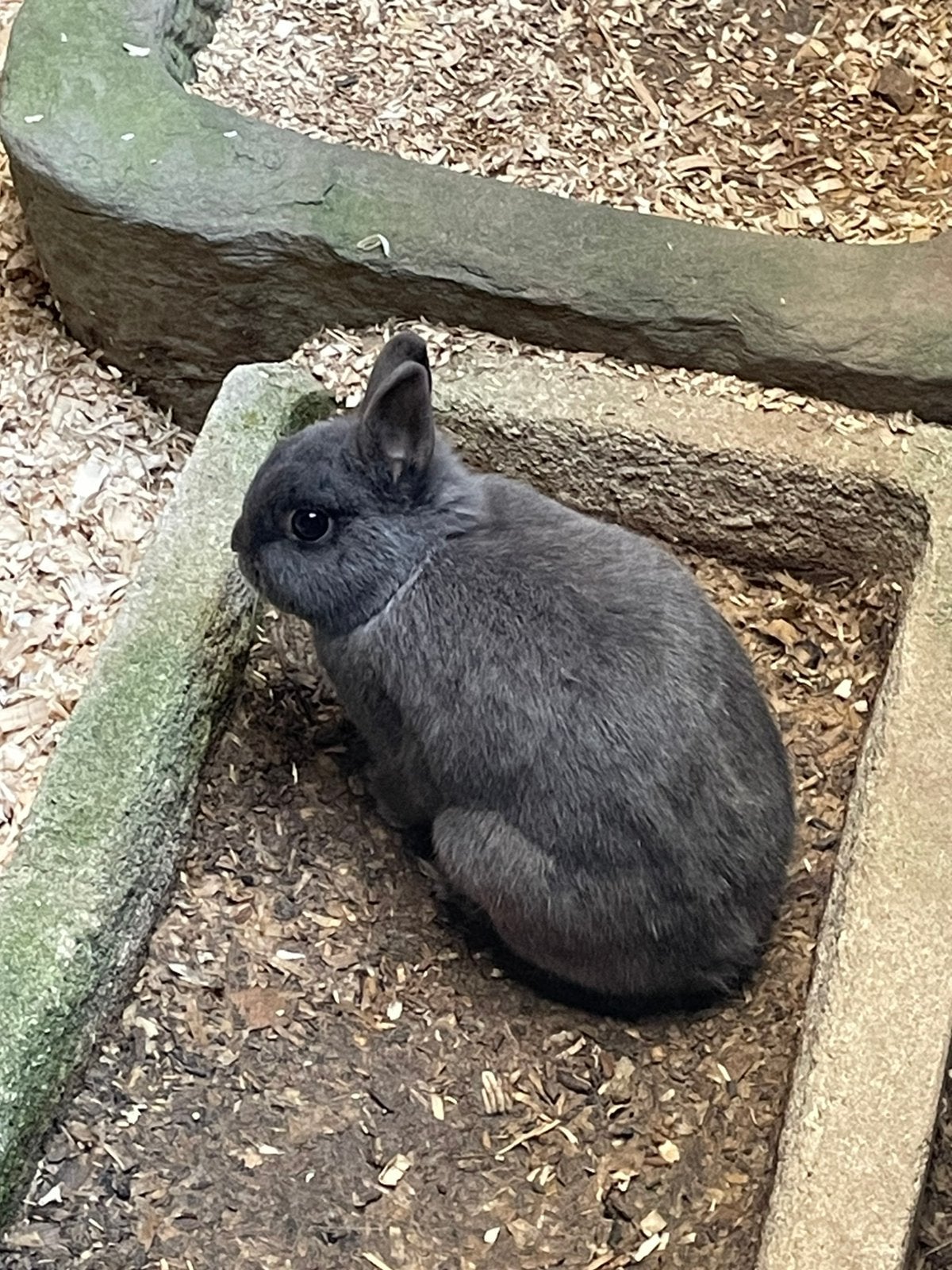 Dwergkonijntjes vrouwelijk, Animaux & Accessoires, Lapins, Femelle, Nain, 0 à 2 ans