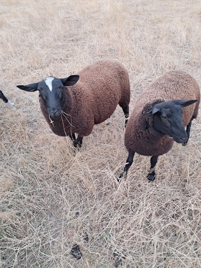 schapen te koop, Dieren en Toebehoren, Meerdere dieren, Schaap, 0 tot 2 jaar