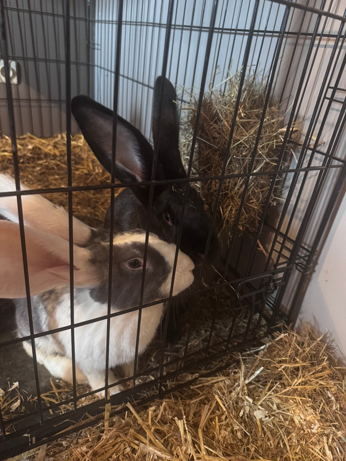 Vlaamse reuzen, Plusieurs animaux, Grand, 0 à 2 ans