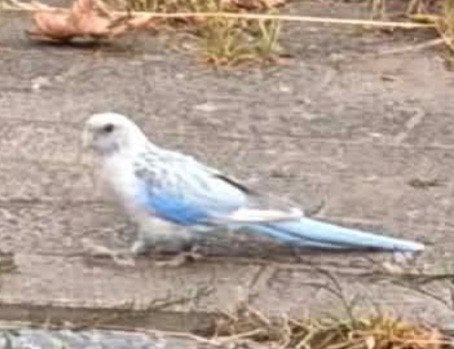 rosella Ontsnapt te broekom