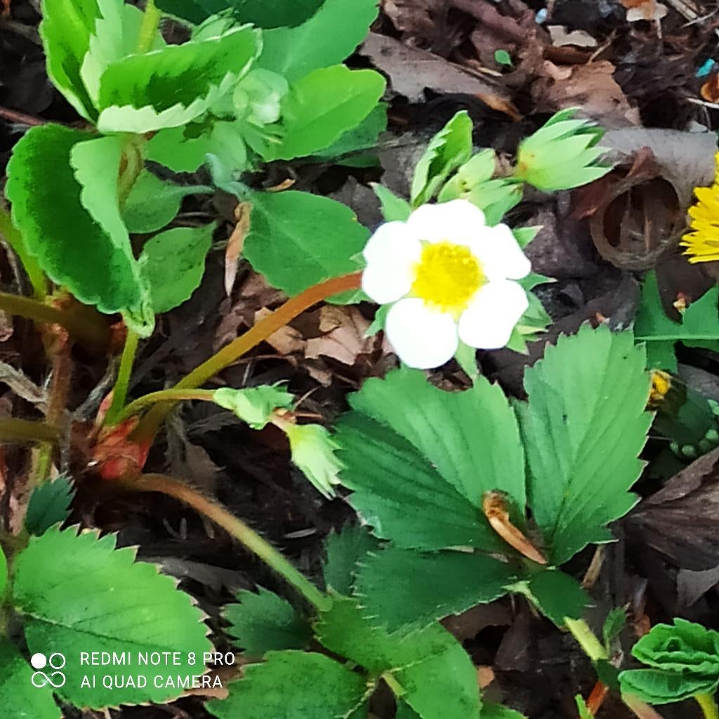 aardbeiplanten bloeiend, Tuin en Terras, Ophalen, Vaste plant, Fruitplanten, Volle zon