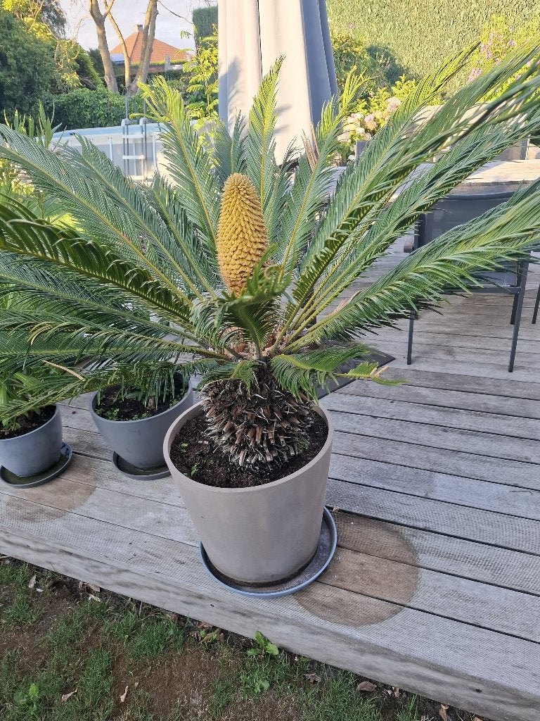 palm Cycas, Volle zon, Vaste plant, Bloeit niet, Ophalen