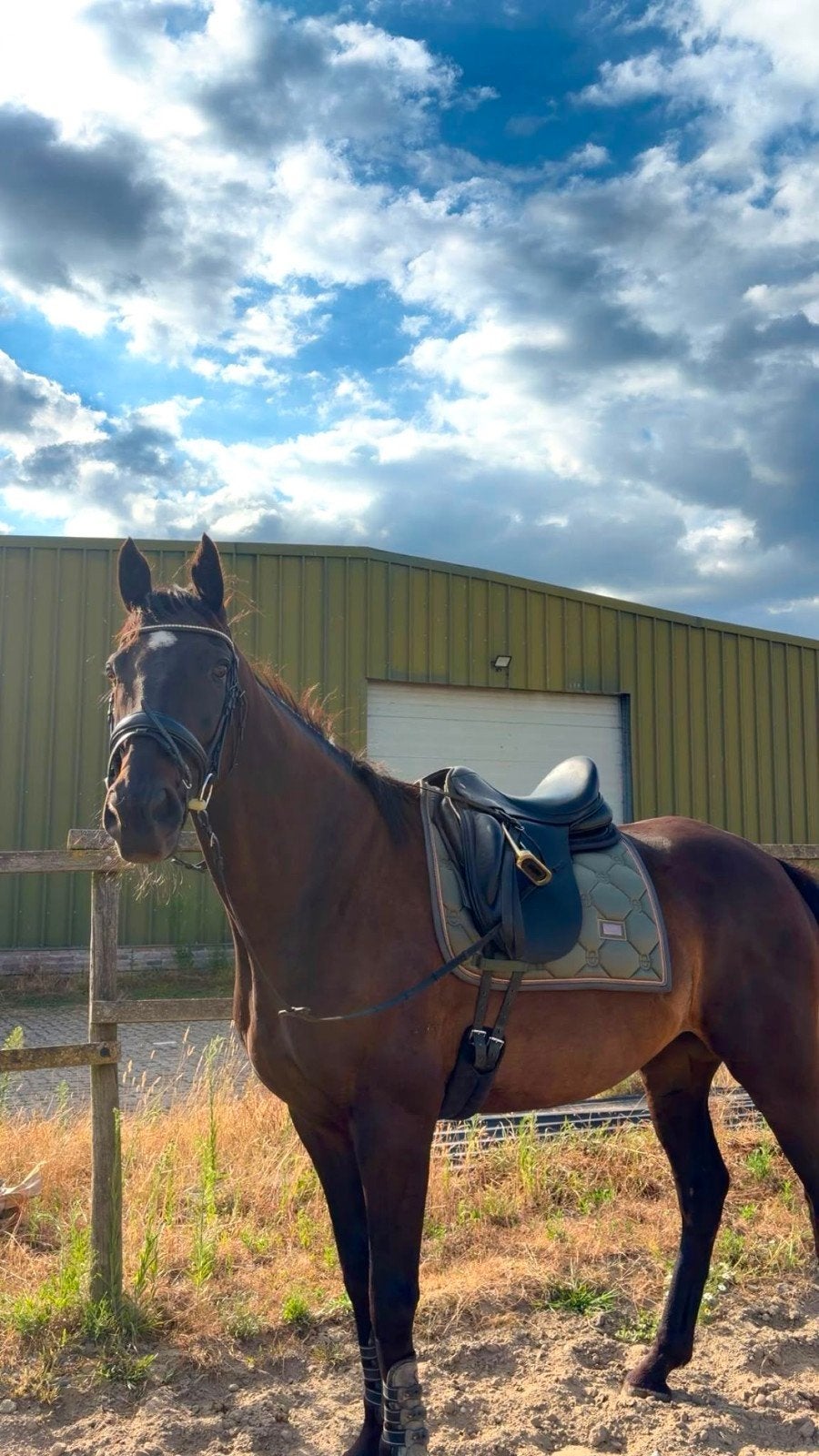 Lieve, mooie 10 jarige volbloed ruin, Dieren en Toebehoren, Ruin, M, Recreatiepaard