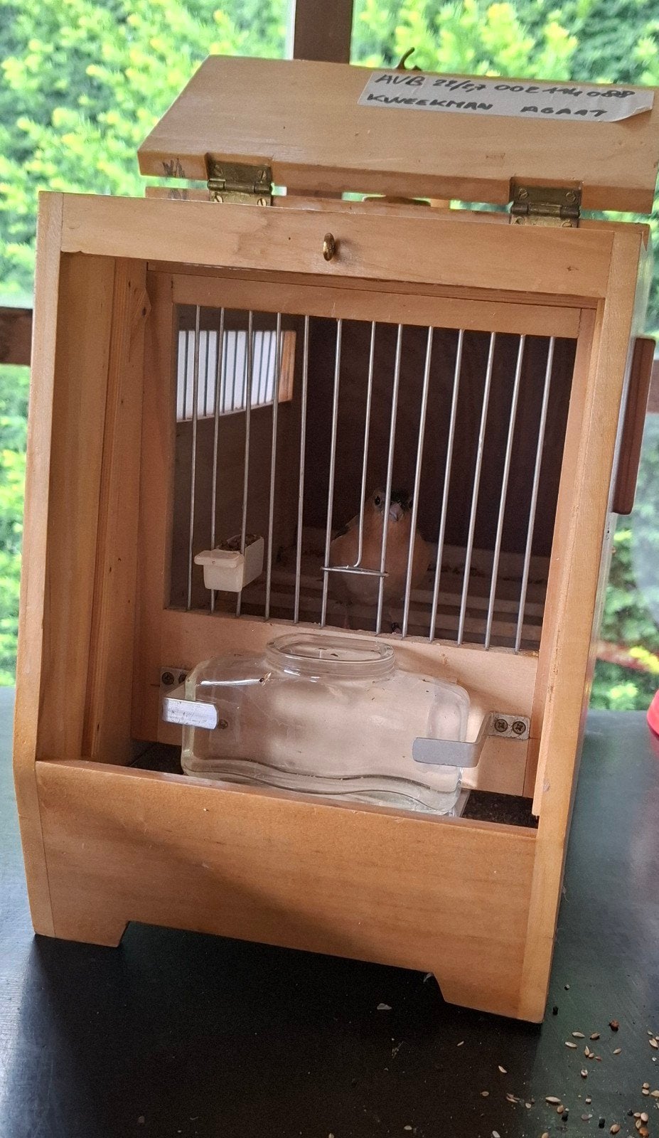 Botvink agaat mooie vogel .En mooi postuur., Dieren en Toebehoren, Ophalen