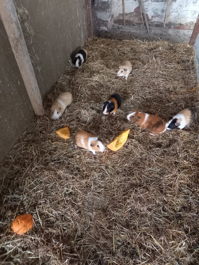 dieren, Dieren en Toebehoren, Knaagdieren, Mei, Mannelijk, Cavia