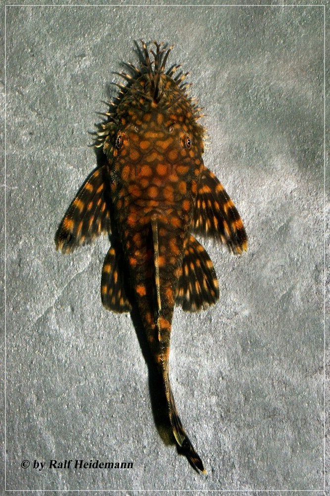 Ancistrus Paraguay, Dieren en Toebehoren