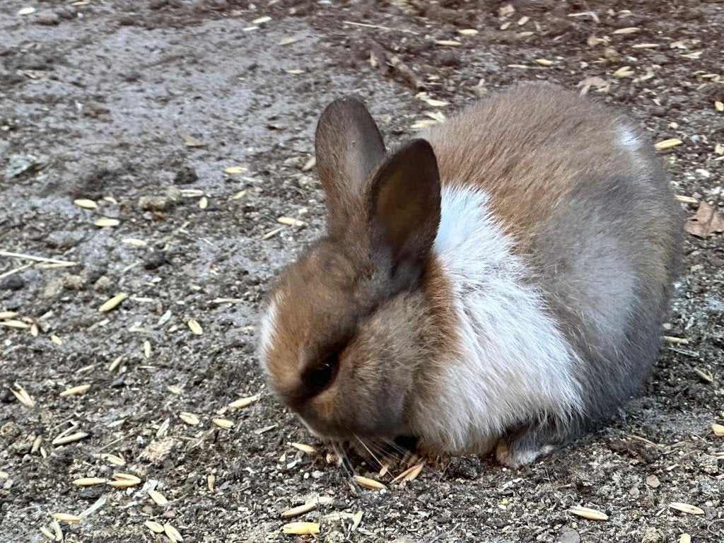 Konijntjes te koop, Plusieurs animaux, Petit, 0 à 2 ans