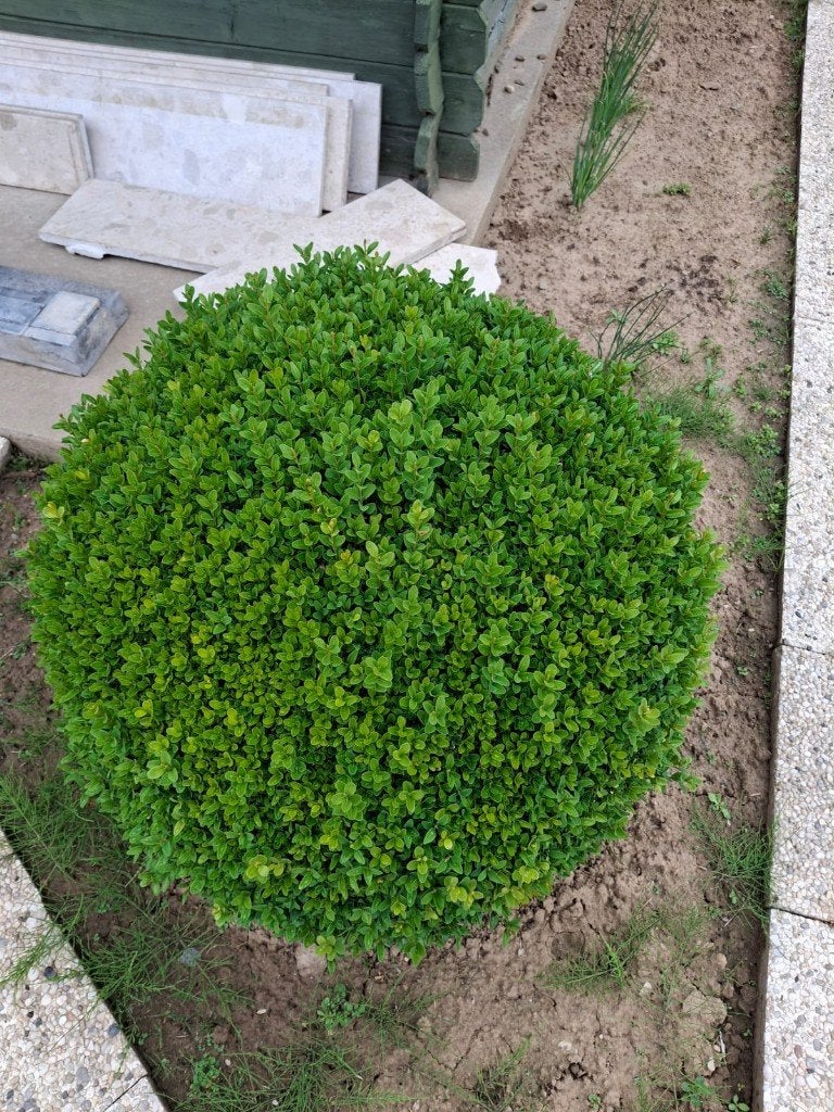 Mooie bolle buxus, Tuin en Terras, Ophalen, Buxus, Minder dan 100 cm