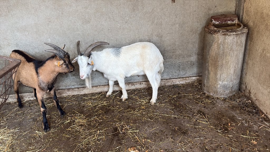Bouc castre 2 jaar, Dieren en Toebehoren, Mannelijk, Geit, 0 tot 2 jaar