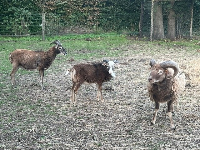 Soay Rammetje, Mâle, Mouton, 0 à 2 ans
