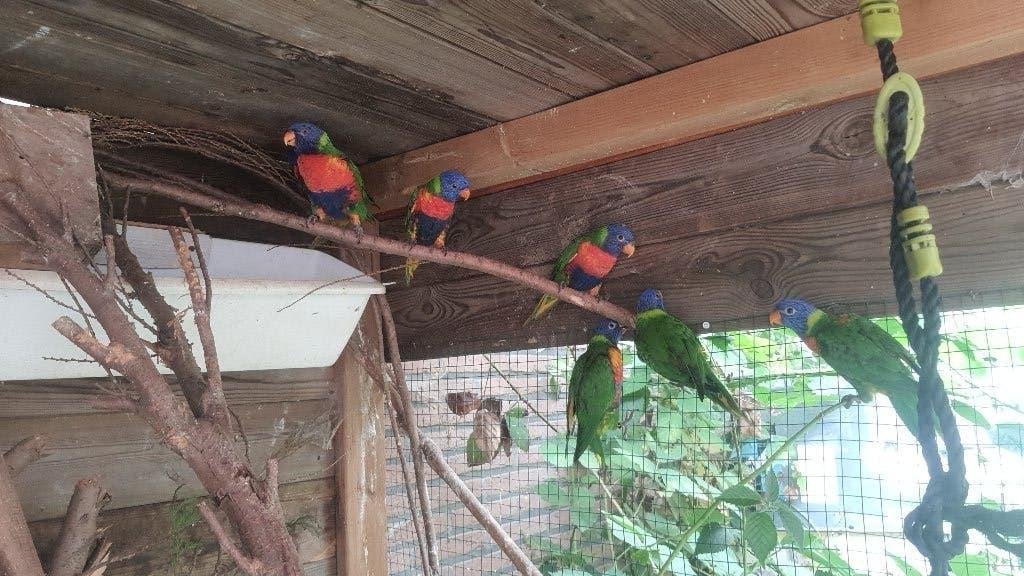 Lori van blauwe bergen met DNA, Dieren en Toebehoren, Meerdere dieren, Papegaai