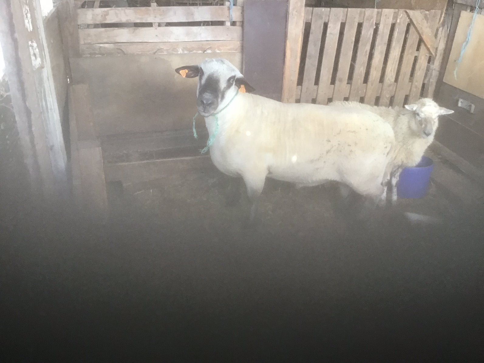 Hampshire ram, Dieren en Toebehoren, Schapen, Geiten en Varkens, Mannelijk, Schaap, 0 tot 2 jaar