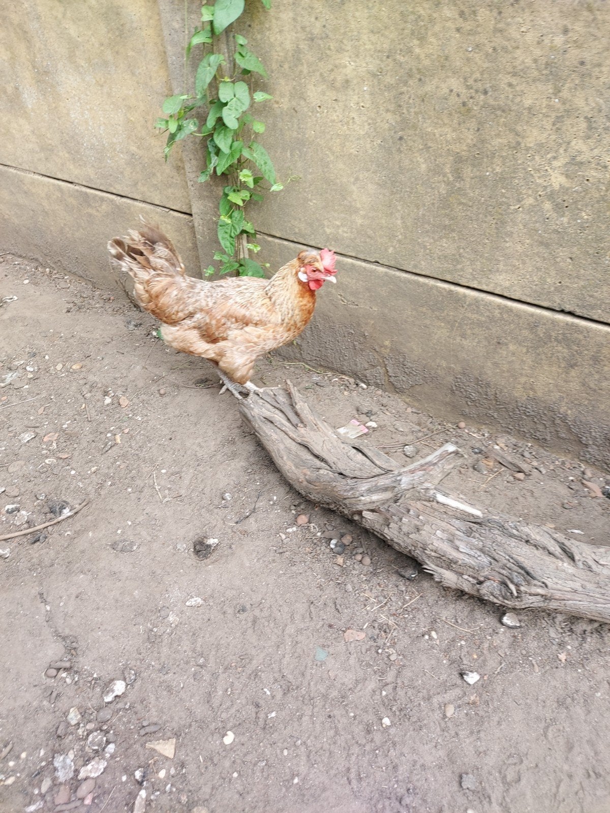 ( Hen te koop of ruilen tegen kuikens ( 2, Dieren en Toebehoren, Pluimvee