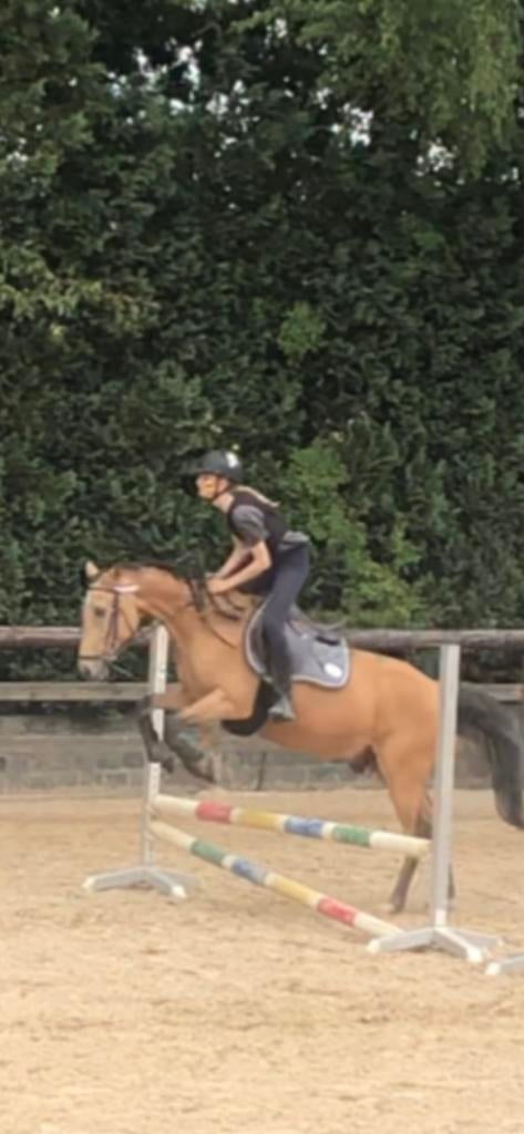 bijrijder/halve stal/verzorger, Dieren en Toebehoren, Paarden