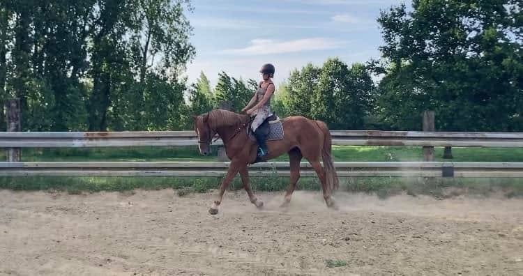paard te koop, Dieren en Toebehoren, Paarden, Merrie, 165 tot 170 cm, Springpaard, 11 jaar of ouder