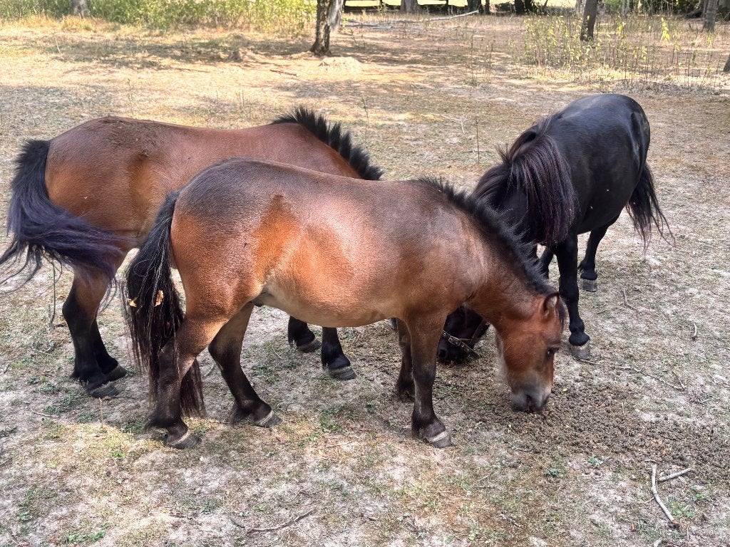 Shetland poney Merry en hengst, Dieren en Toebehoren, Hengst