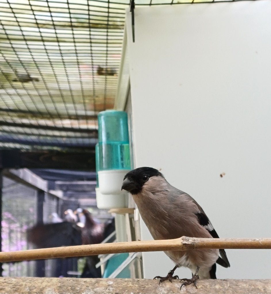 noordse goudvink pop 2025, Femelle, Oiseau chanteur sauvage, Bagué
